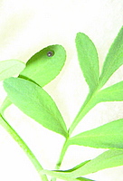 black swallowtail egg