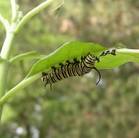 monarch-caterpillar