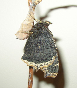 mourning cloak butterfly