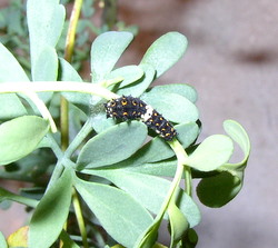 black swallowtail caterpillar