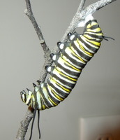 monarch caterpillar