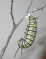 monarch caterpillar 