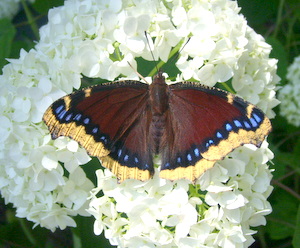 mourning cloak butterfly