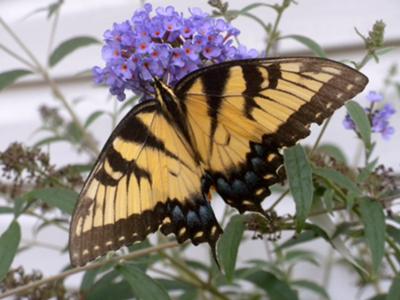 Swallowtail on Butterfly Bush