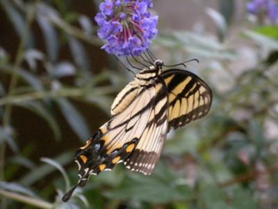 Swallowtail's side profile