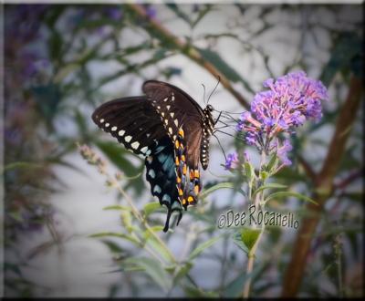 Black Swallowtail Butterfly