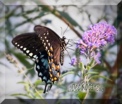 My Black Swallowtail Butterfly