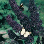 Pink Delight Butterfly Bush