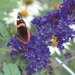 Blue Butterfly Bush