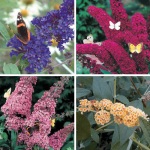 Royal Red Butterfly Bush