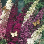Butterfly Bush Mixed Colors