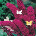 Royal Red Butterfly Bush