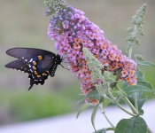 butterfly bush swallowtail