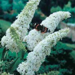  White Butterfly Bush