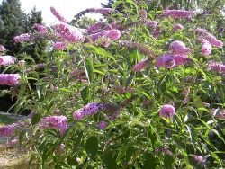 Butterfly Bush