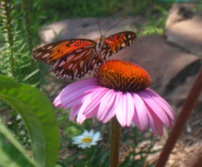 Gulf Fritillary on Purple Cone Flower