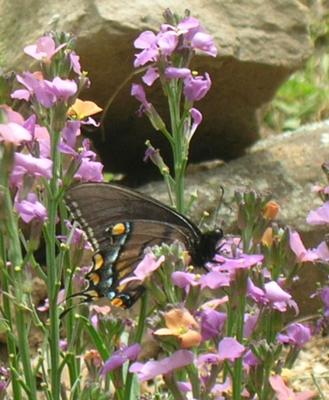 Female Tiger Swallowtail on Wall Flower