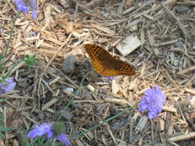 Great Spangled Fritillary