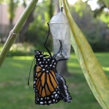 monarch butterfly life cycle movie