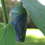 monarch butterfly life cycle powerpoint