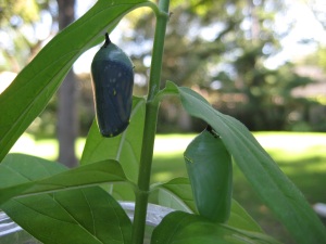 Monarch Butterfly Chrysalis Green and Black