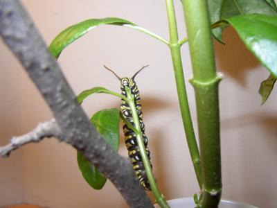 Caterpillar eating milkweed stem