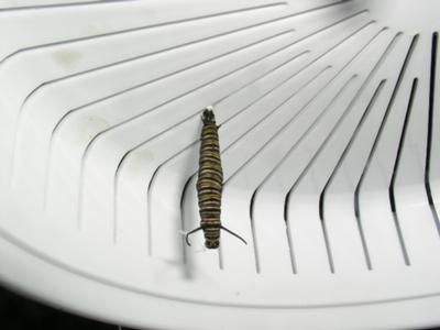 hanging caterpillar