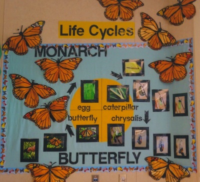 Classroom Bulletin Board Ideas - Glorious Butterfly