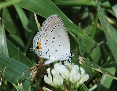 Eastern Tailed Blue