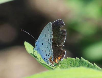 Female Eastern Tailed Blue