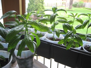 topical milkweed plants 2 months