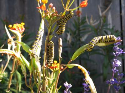 our garden full of caterpillars