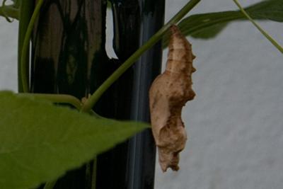 Gulf Fritillary Chrysalis