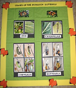 butterfly bulletin board