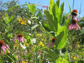 Butterfly Nectar and Host Plant Garden