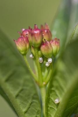 Monarch Eggs