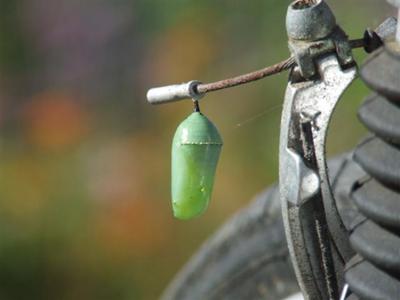 Monarch chrysalis on my bike!