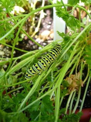 Where are the leaves on my parsley?