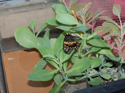 Last of the Swallowtail Chrysallis