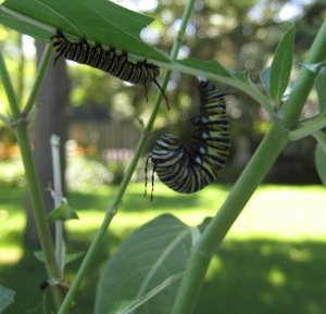 Monarch Butterfly Caterpillar Pupates on Milkweed