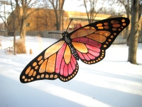 Butterfly Transparency