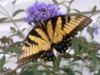 Swallowtail on Butterfly Bush