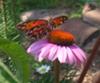 Gulf Fritillary on Purple Cone Flower