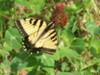 Eastern Tiger Swallowtail