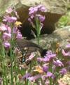 Female Tiger Swallowtail on Wall Flower