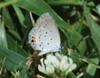 Eastern Tailed Blue