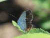 Female Eastern Tailed Blue