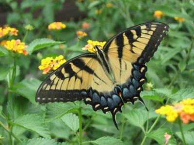 Tiger swallowtail