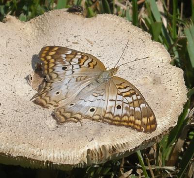 White Peacock Butterfly - Anartia jatrophae