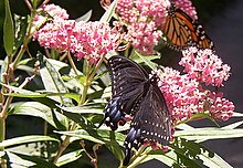 milkweed